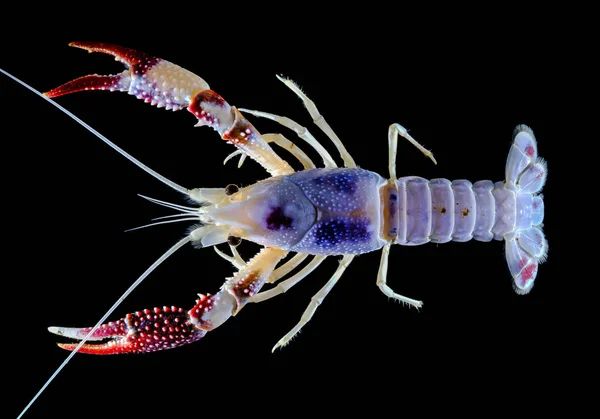 Raci Procambarus Clarkii Duch Akváriu — Stock fotografie