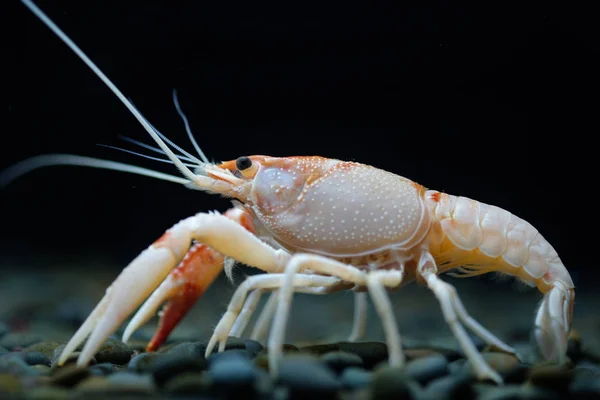 Раки Procambarus Clarkii Призрак Аквариуме — стоковое фото