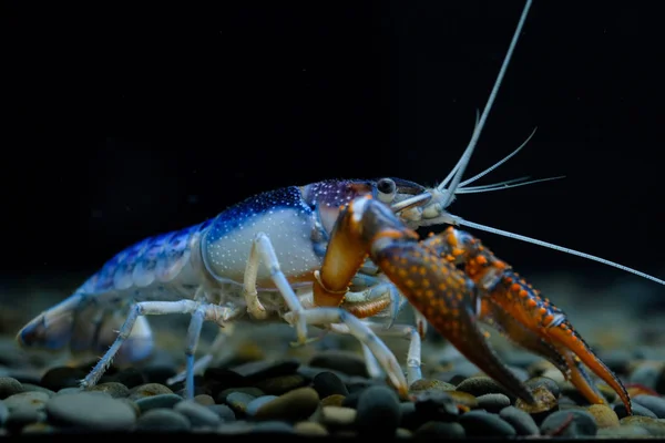 Раки Procambarus Clarkii Призрак Аквариуме — стоковое фото