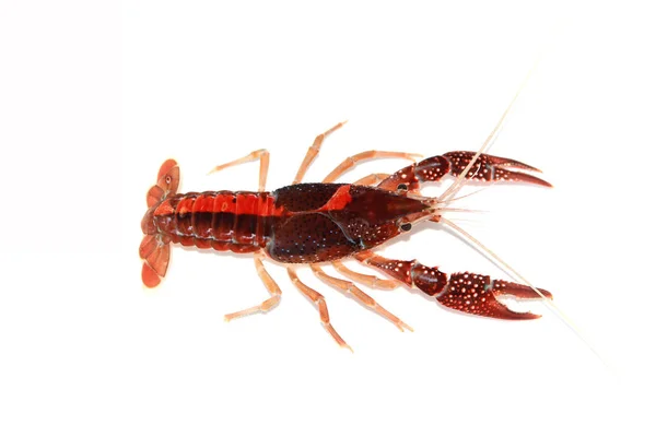 Crayfish Akuarium — Stok Foto