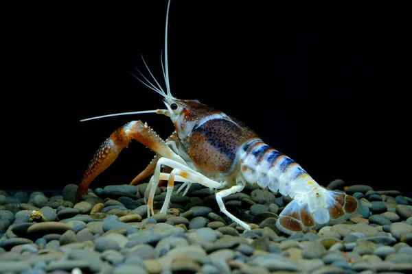 Lagostins Procambarus Clarkii Fantasma Aquário — Fotografia de Stock