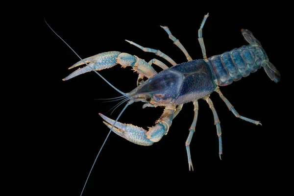 Lagostins Procambarus Clarkii Fantasma Aquário — Fotografia de Stock