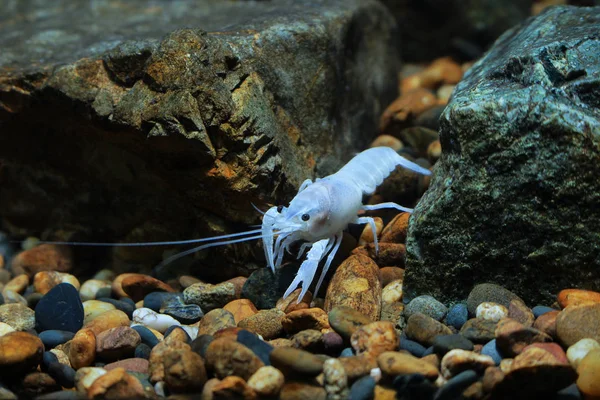 Crayfish Procambarus Clarkii Hantu Akuarium — Stok Foto