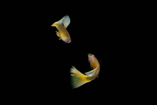 Peixe Guppy Aquário — Fotografia de Stock