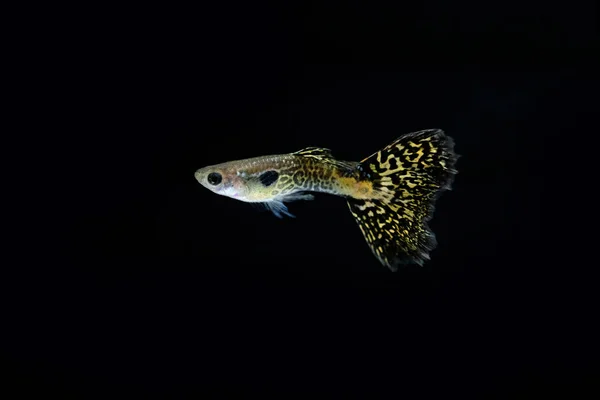 Guppy Fische Aquarium — Stockfoto