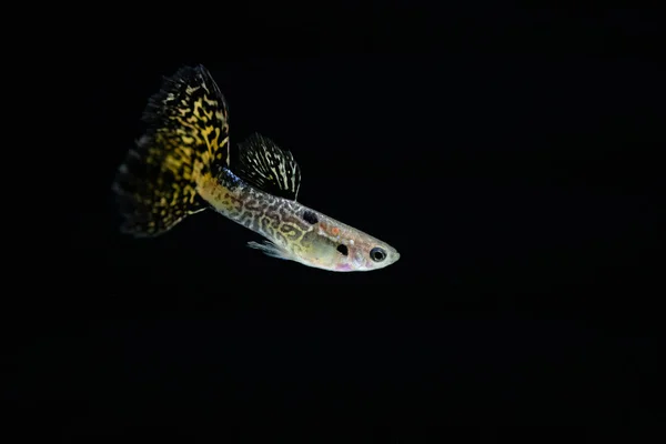 Guppy Vis Het Aquarium — Stockfoto