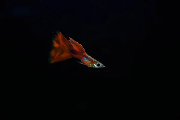Ikan Guppy Akuarium — Stok Foto