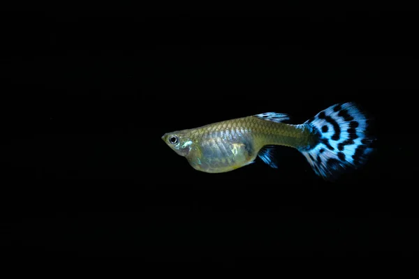 Guppy Fish Aquarium — Stock Photo, Image
