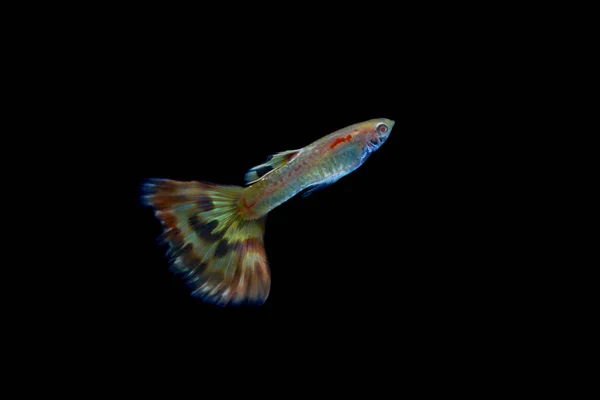 Guppy Vis Het Aquarium — Stockfoto