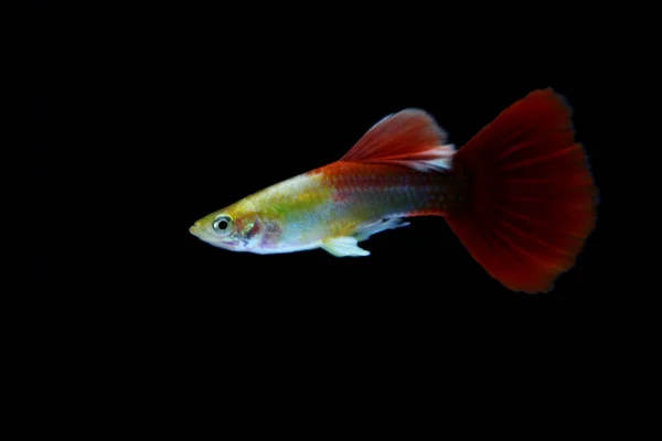 Guppy Ryby Akváriu — Stock fotografie