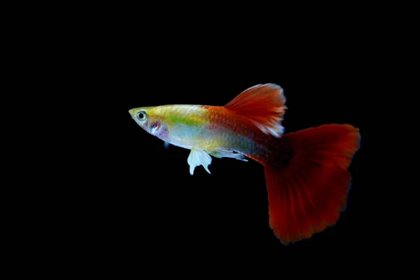 Guppy Vis Het Aquarium — Stockfoto