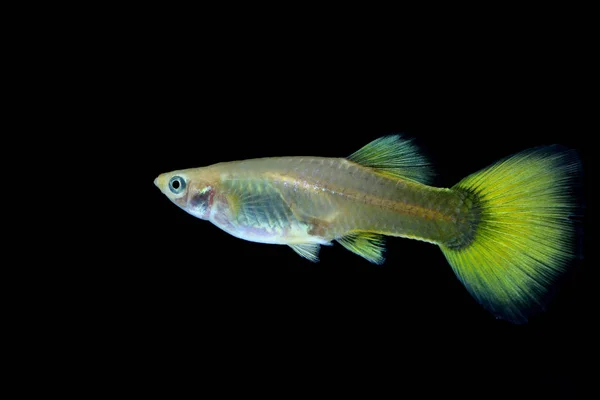 Poissons Guppy Dans Aquarium — Photo