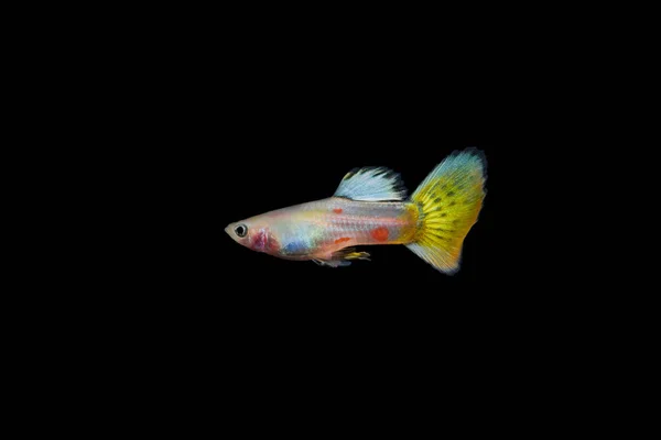 Щеняча Риба Акваріумі — стокове фото