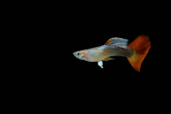 Guppy Vis Het Aquarium — Stockfoto