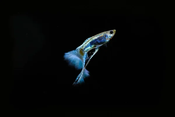 水族馆里的孔雀鱼 — 图库照片