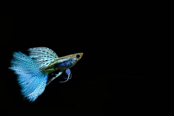 グッピー水槽の魚 — ストック写真