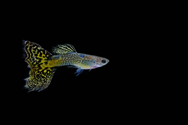 Guppy Fische Aquarium — Stockfoto