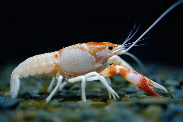 Lagostins Procambarus Clarkii Fantasma Aquário — Fotografia de Stock