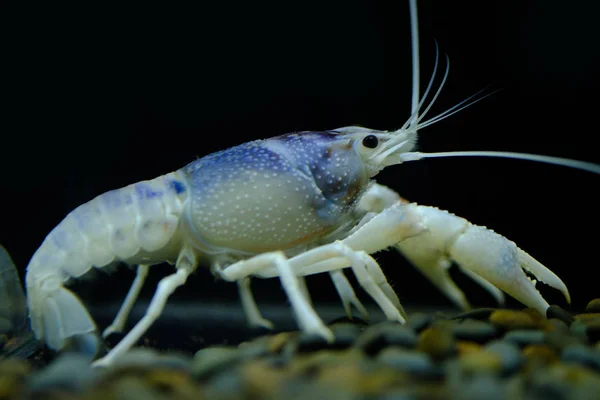 Crayfish Procambarus Clarkii Hantu Akuarium — Stok Foto