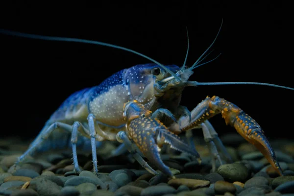 Crayfish Procambarus Clarkii Hantu Akuarium — Stok Foto