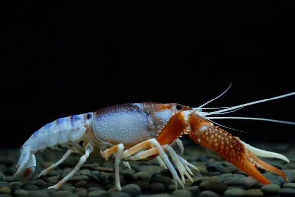 Crayfish Procambarus Clarkii Ghost Aquarium — Stock Photo, Image