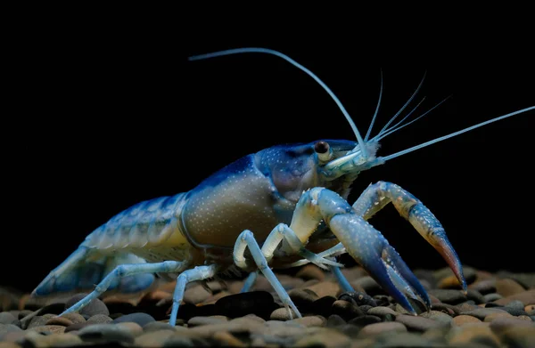 Раки Procambarus Clarkii Призрак Аквариуме — стоковое фото