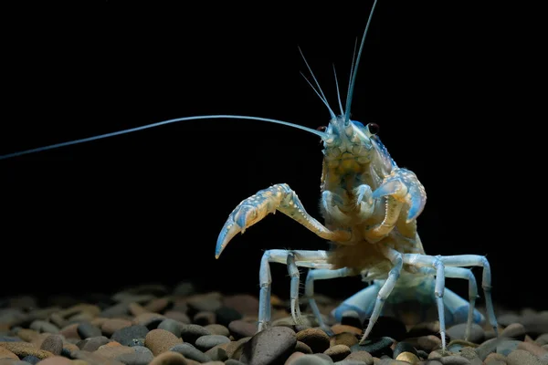 Lagostins Procambarus Clarkii Fantasma Aquário — Fotografia de Stock