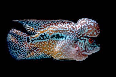 Geri dönmek güzel akvaryumlarda çiklitleri balık