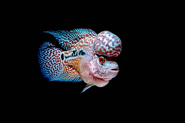 Ciklider Fisk Vackra Akvarier Att Komma Tillbaka — Stockfoto