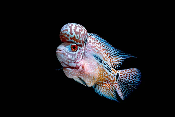 Cichliden Vis Mooie Aquaria Terug Komen — Stockfoto