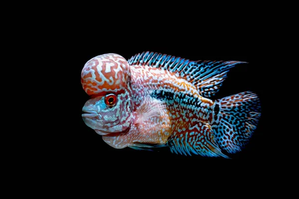 Cichliden Vis Mooie Aquaria Terug Komen — Stockfoto