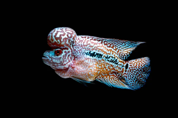 Cichliden Vis Mooie Aquaria Terug Komen — Stockfoto