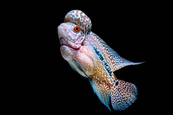 Cichliden Vis Mooie Aquaria Terug Komen — Stockfoto