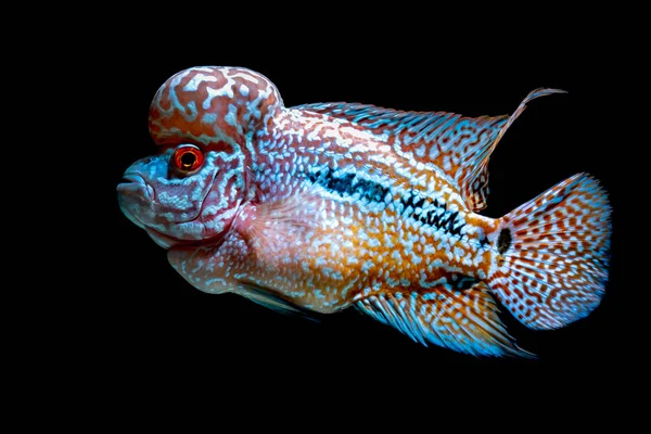 Cichliden Vis Mooie Aquaria Terug Komen — Stockfoto