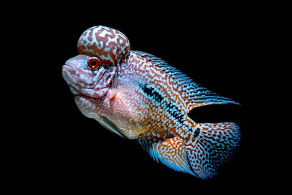 Цікліди Риби Красивих Акваріумах Щоб Повернутися — стокове фото