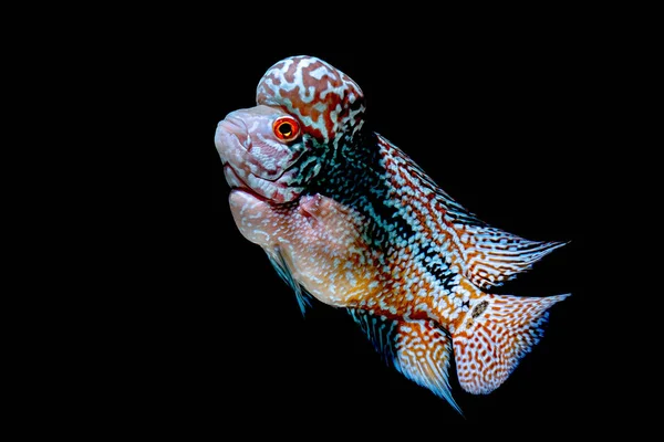 Buntbarsche Fischen Schönen Aquarien Wiederzukommen — Stockfoto