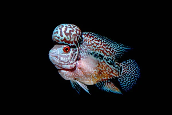 Cichliden Vis Mooie Aquaria Terug Komen — Stockfoto