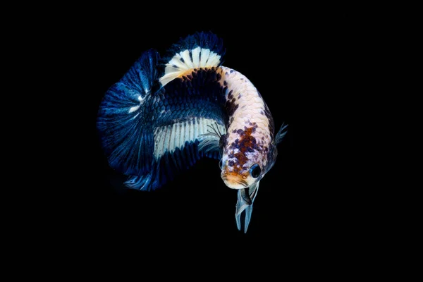 Betta Vis Vechten Het Aquarium — Stockfoto