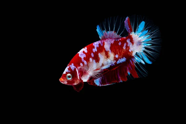 Betta Fisk Slåss Akvariet — Stockfoto