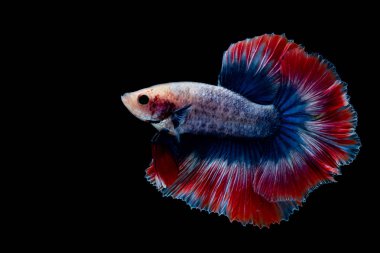 İçinde belgili tanımlık akvaryum daha iyi balık mücadele