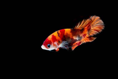 İçinde belgili tanımlık akvaryum daha iyi balık mücadele