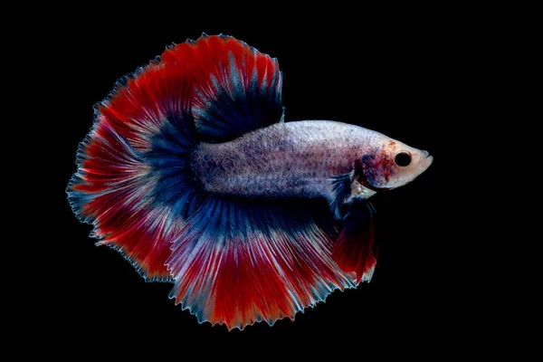 Betta Fish Luta Aquário — Fotografia de Stock