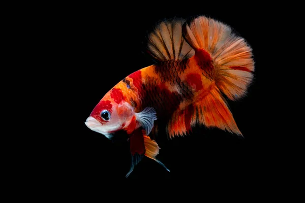 Betta Fish Fight Aquarium — Stock Photo, Image