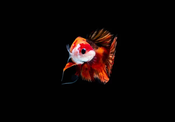 Betta Fish Luta Aquário — Fotografia de Stock