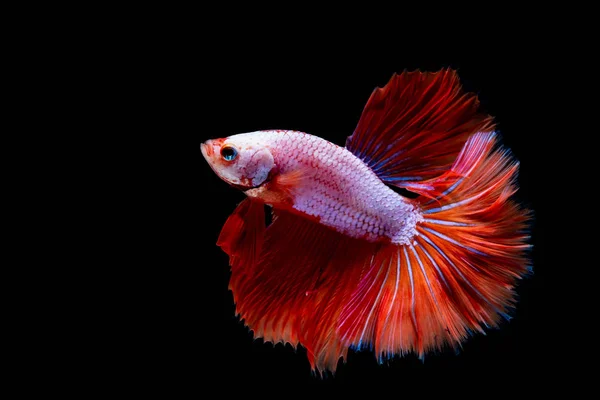 Betta Fisk Slåss Akvariet — Stockfoto