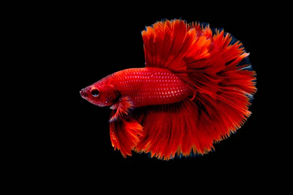 Betta Fisk Slåss Akvariet — Stockfoto