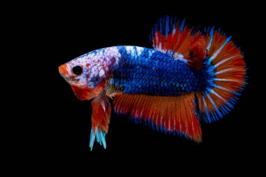 İçinde belgili tanımlık akvaryum daha iyi balık mücadele