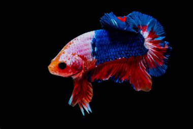 İçinde belgili tanımlık akvaryum daha iyi balık mücadele