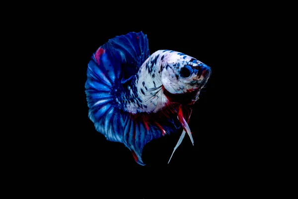 Betta fish Luta no aquário — Fotografia de Stock