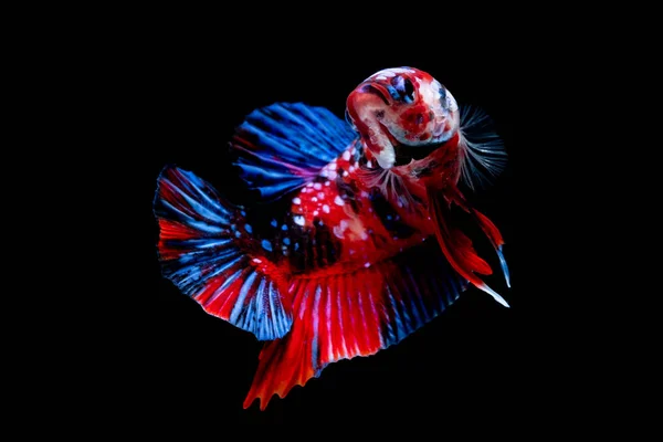 Betta poisson Lutte dans l'aquarium — Photo
